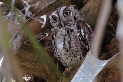 Eastern screech owl with 'the eyes'