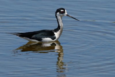 Black-necked stilt in the water