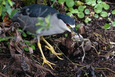 Black-crowned night heron caught a frog