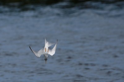 Least tern in the dive