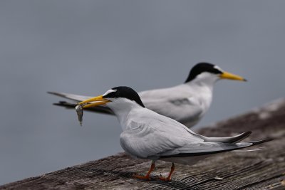 Least tern with a fish