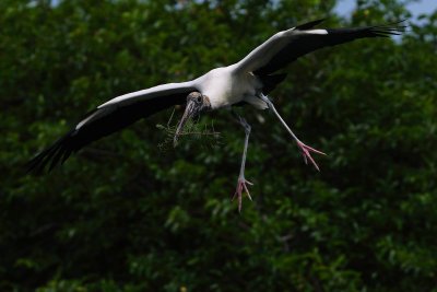 Wood stork incoming with branch