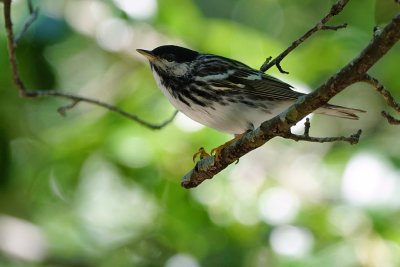 Blackpoll warbler male