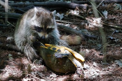 Raccoon eating a turtle