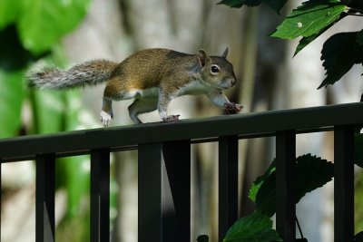 Fence-running squirrel