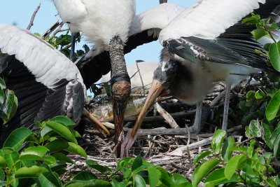 Wood stork - dad holding the fish between chicks