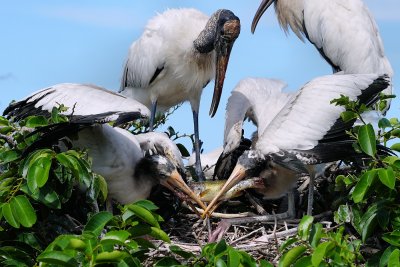 Wood stork chicks fighting over a fish