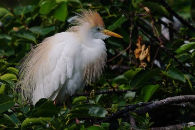 Cattle egret