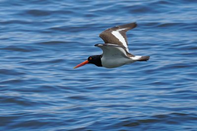 American oystercatcher