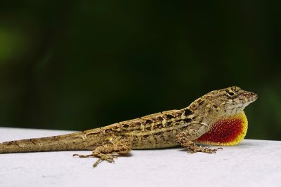Brown anole, showing his dewlap