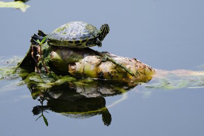Baby turtle, high and dry