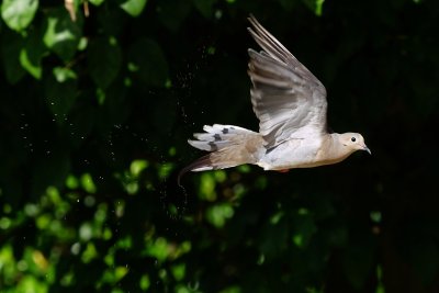 Dove flying by at speed
