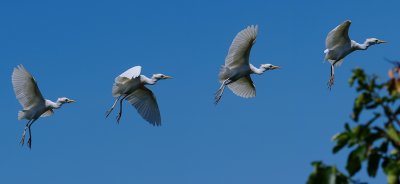 Cattle egret flying sequence