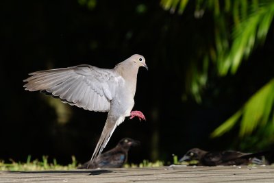 Dove at point of landing