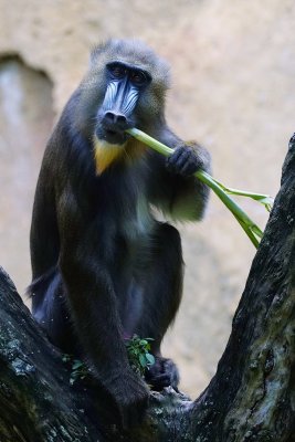 Mandrill in tree, closeup