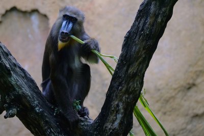 Mandrill eating in a tree