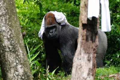 Gorilla cooling off with a towel