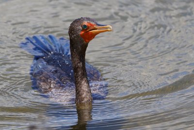 Double crested cormorant