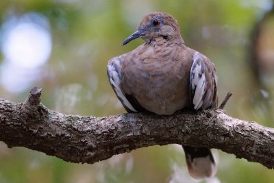 White winged dove sitting in the shade
