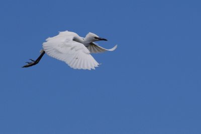 Young cattle egret in flight