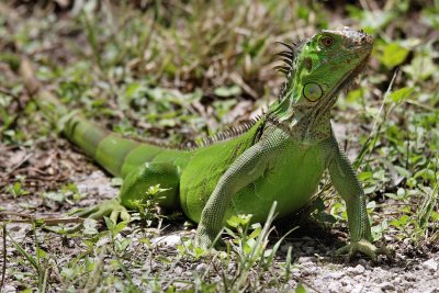 Green iguana