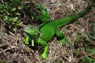 Young green iguana