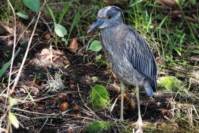 Yellow-crowned night heron