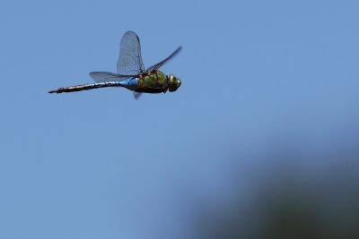 Dragonfly in flight