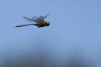 Dragonfly in flight