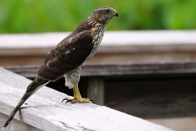 Cooper's hawk - juvenile