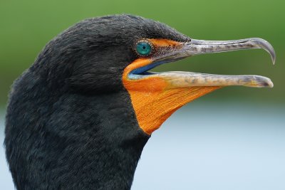 Closeup with a colorful cormorant