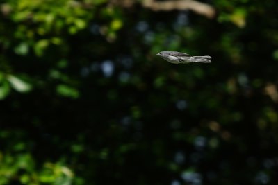 Blue-grey gnatcatcher in flight like a missile