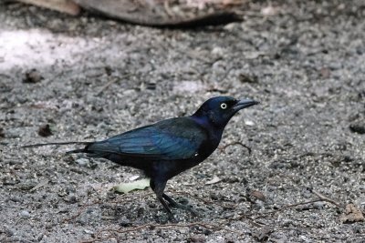 Grackle