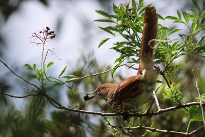 Brown thrasher with a berry