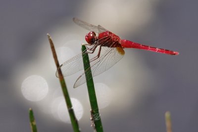 Red dragonfly