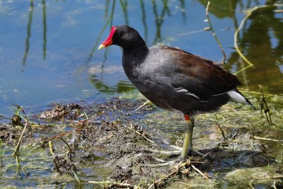 Moorhen