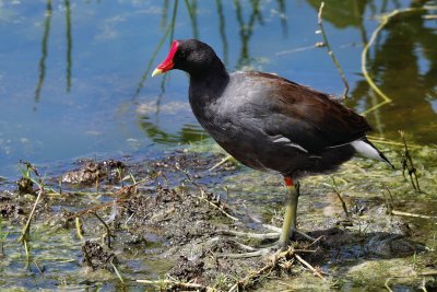 Moorhen