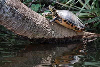 Turtle on a tree