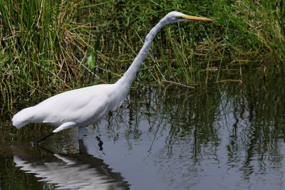 Great egret fishing