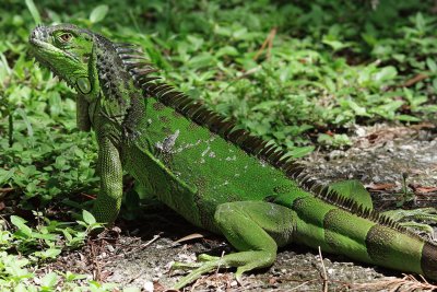 Green iguana