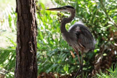 Backlit great blue heron