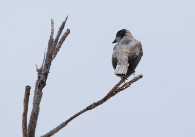 Eastern kingbird