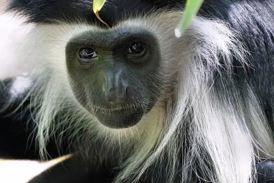 Colobus monkey staring closeup