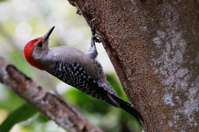 Red-bellied woodpecker