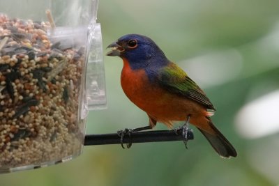 Male painted bunting at the feeder