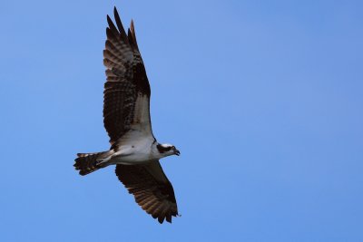 Osprey flying around
