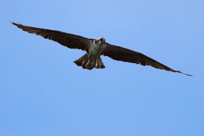 Osprey on the lookout