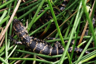 Layers of baby alligators