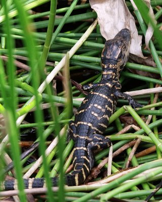 Baby alligator getting out into the sun