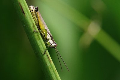Small grasshopper on a reed